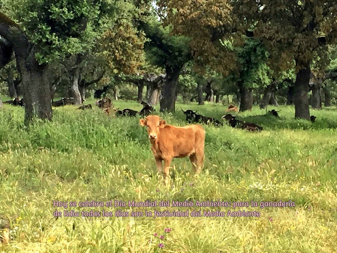 El toro bravo, rey del día Mundial del Medio Ambiente