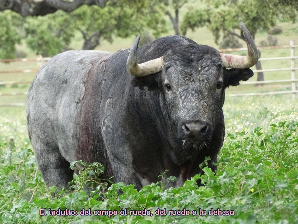 El toro bravo, rey del día Mundial del Medio Ambiente