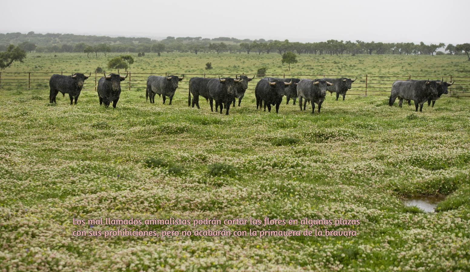 El toro bravo, rey del día Mundial del Medio Ambiente