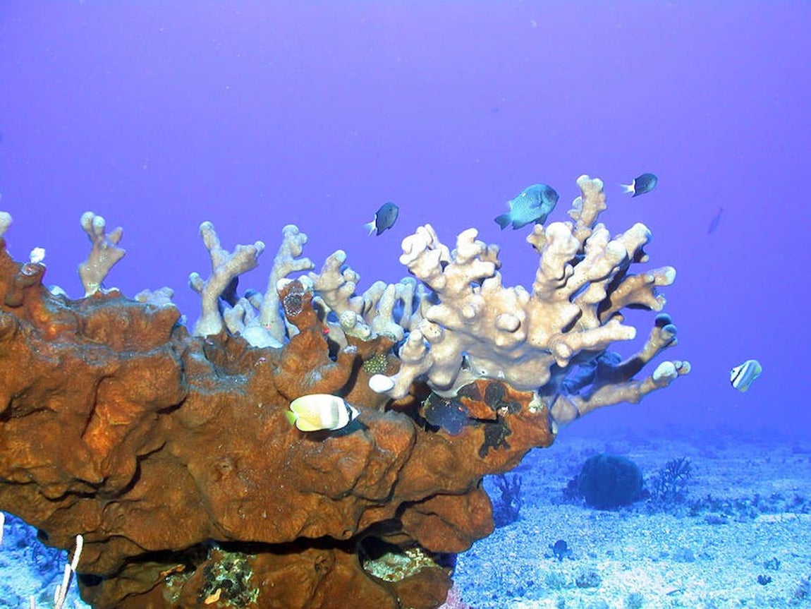 Una vasta y prístina red de arrecifes de coral en Filipinas. 
