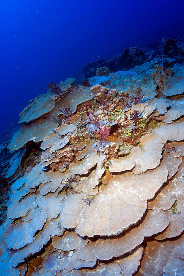 Una vasta y prístina red de arrecifes de coral en Filipinas. 