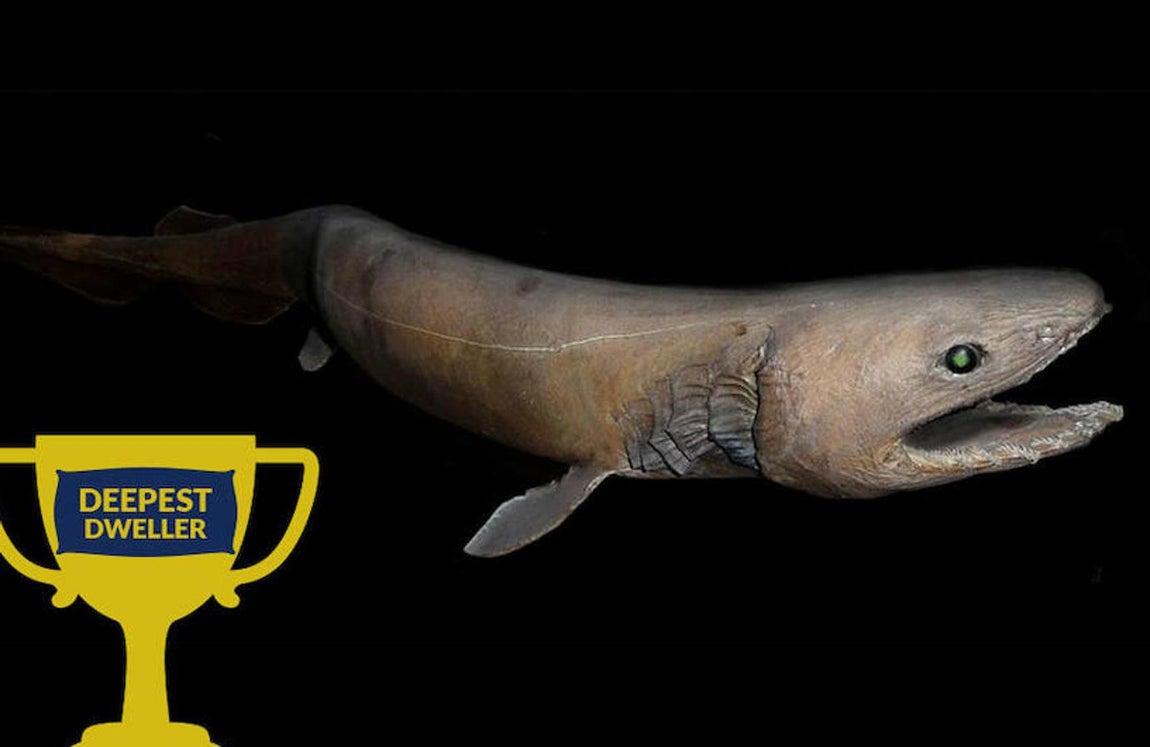 Ocho asombrosos tiburones. El tiburón ánguila es el morador de aguas más profundas (a más de 1.200 metros de profundidad)