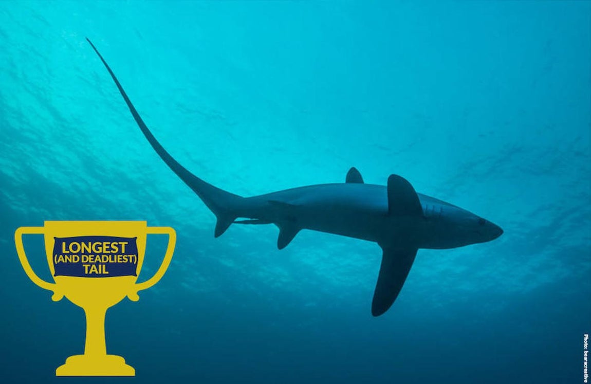 Ocho asombrosos tiburones. La cola más larga la tiene el tiburón azotador: la agita (a 30 metros por hora) cuando se adentra en los bancos de sardinas para alimentarse.