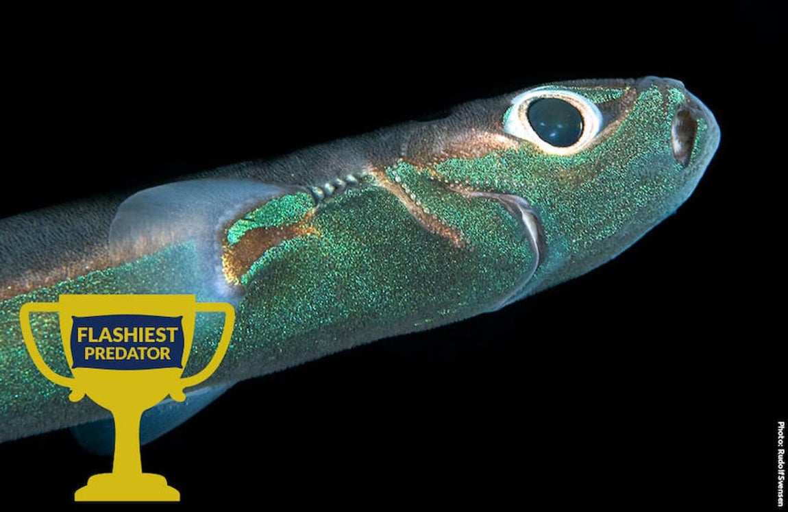 Ocho asombrosos tiburones. El tiburón linterna se lleva el premio al «Más llamativo»: avisa a sus depredadores con su luminosidad de que deben alejarse si no quieren recibir un buen mordisco.