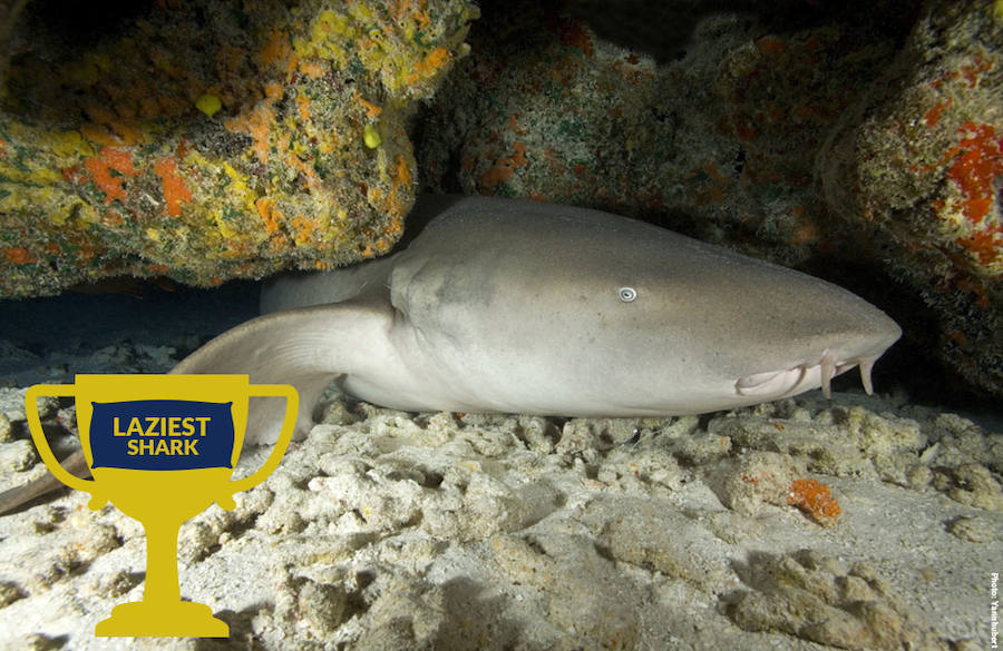 Ocho asombrosos tiburones. El tiburón nodriza no es que sea el «más vago», es que posee un metabolismo lento. Y gracias a esto, los científicos creen que es de las pocas especies que posee poblaciones saludables.