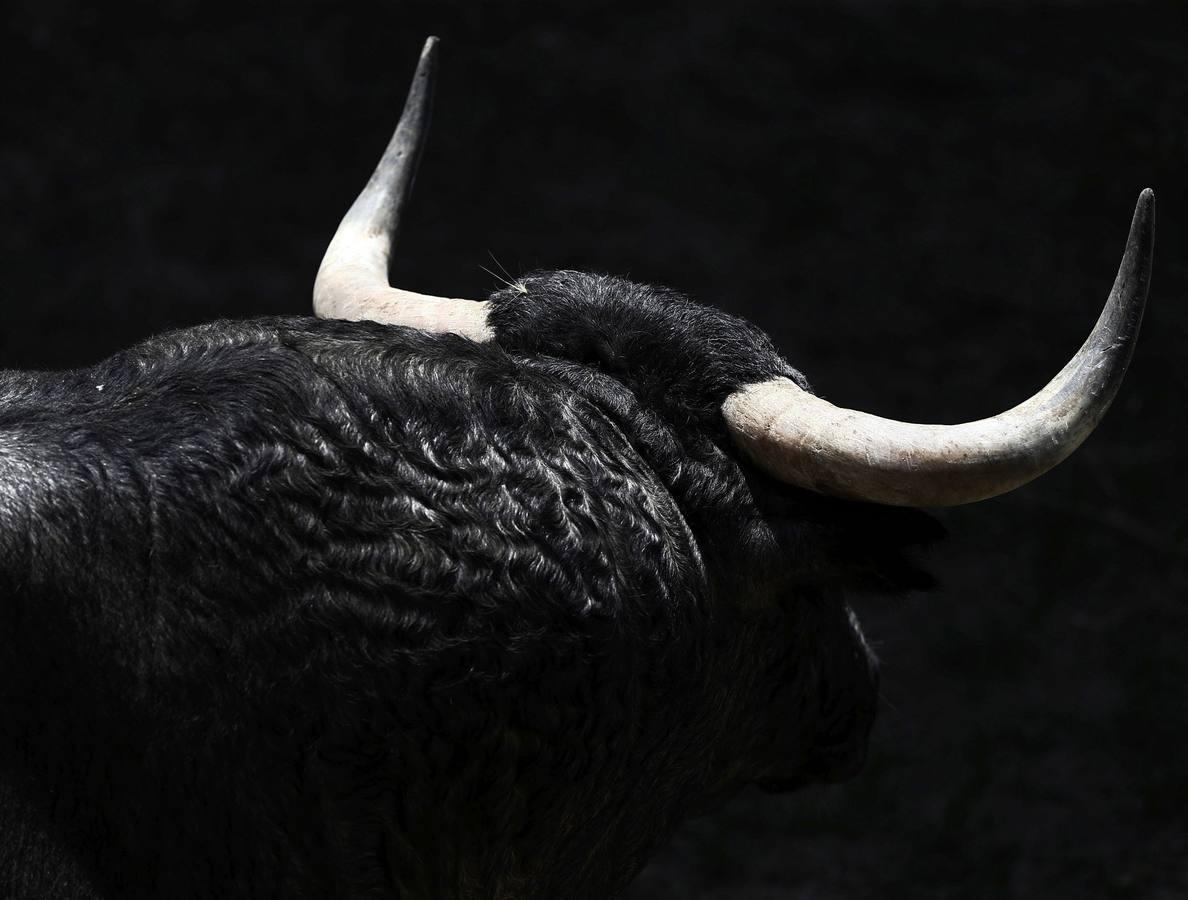 Imágenes de los toros de Escolar y Cebada para San Fermín