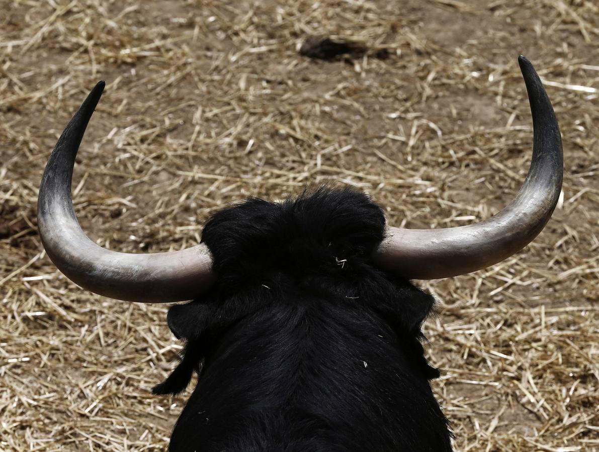 Imágenes de los toros de Escolar y Cebada para San Fermín