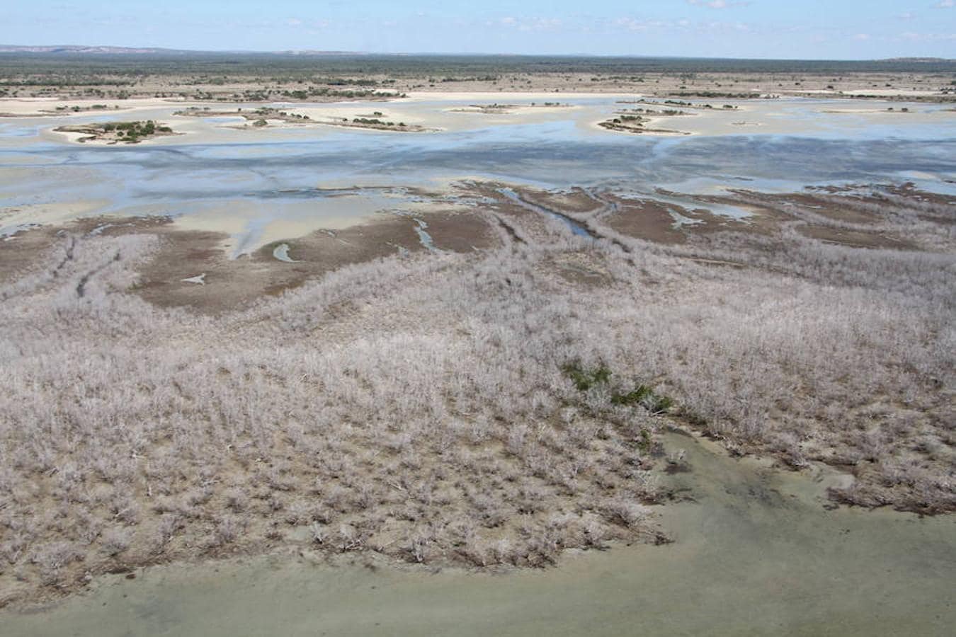 «Enorme» evento «sin precedentes» de muerte regresiva de 7.000 hectáreas de manglares en el golfo de Carpentaria