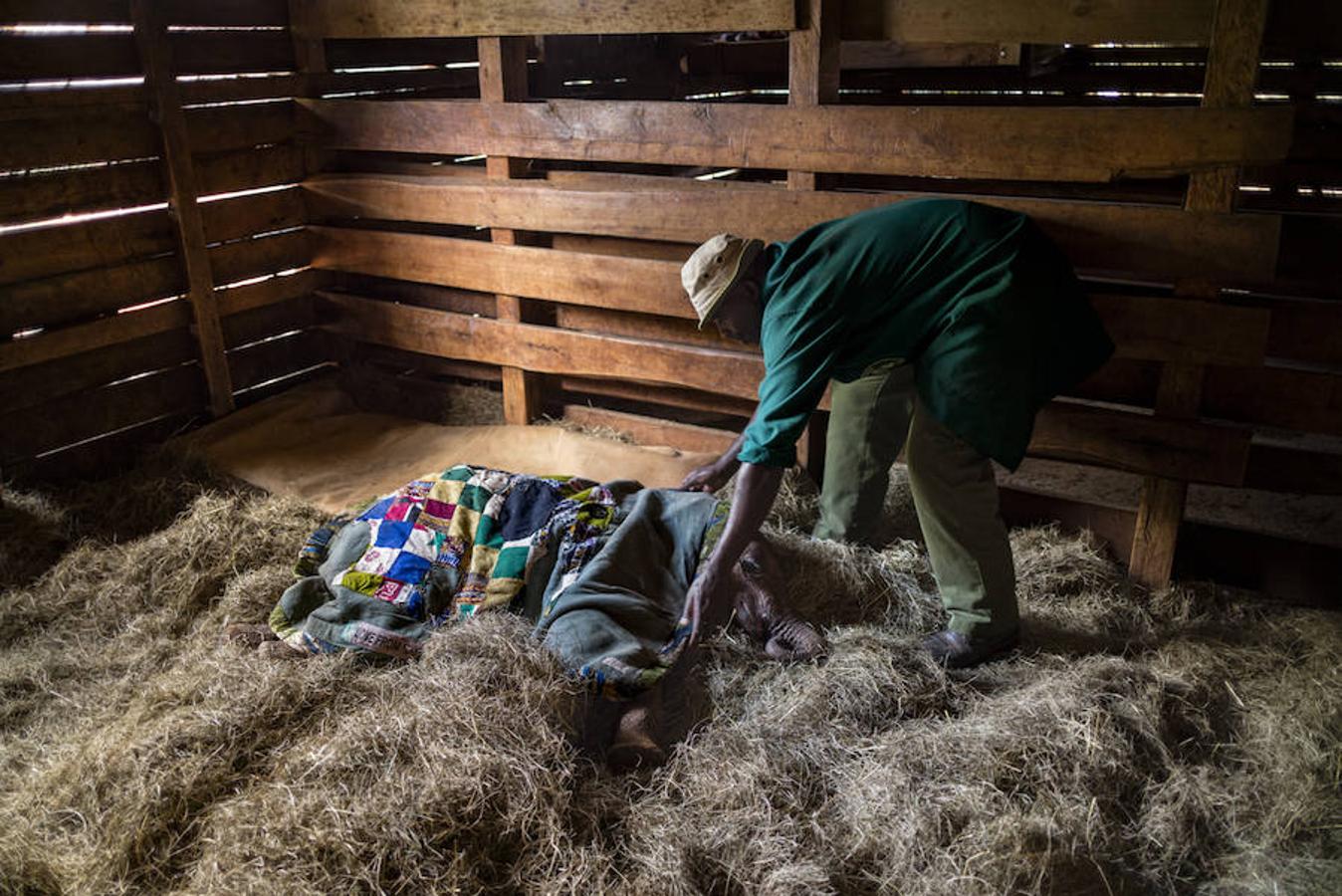 17. NAIROBI, KENIA - Febrero 2016: Un cuidador duerme junto a un bebé elefante en el National National Park Nairobi. (Photo by Alvaro Ybarra Zavala). 