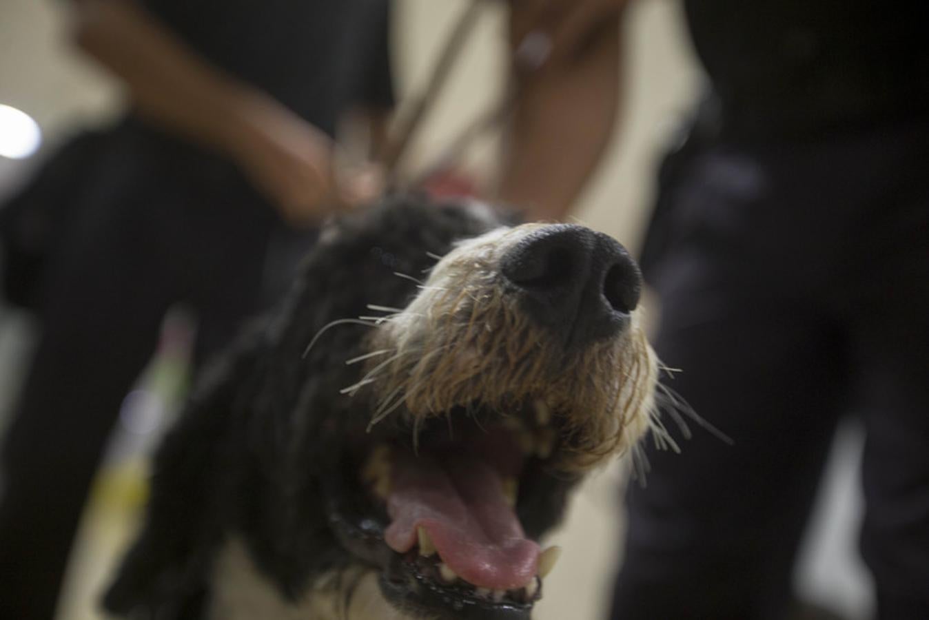 Los guías caninos de la Policía Nacional visitan a los niños del Hospital Puerta del Mar