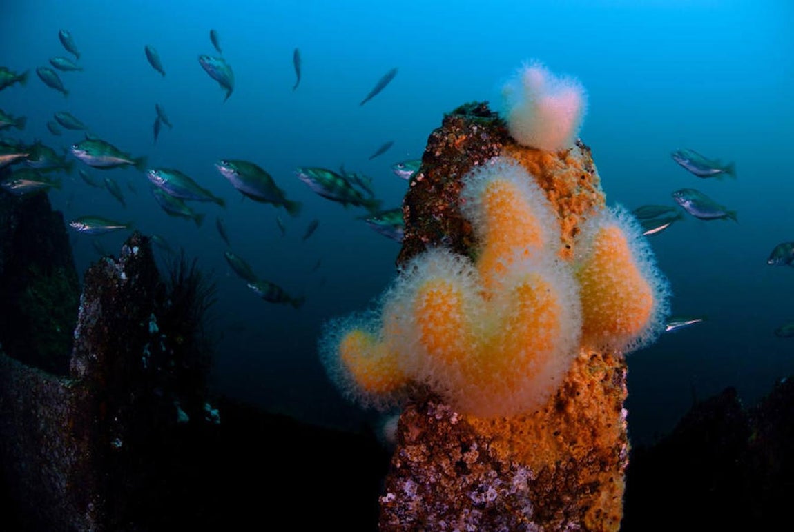 La elevada biodiversidad de las aguas británicas del Mar del Norte