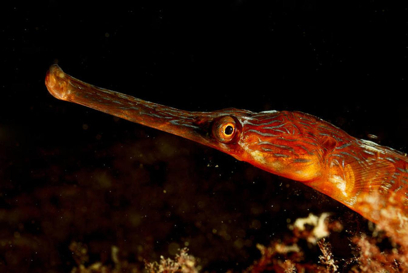 La elevada biodiversidad del Mar del Norte. La investigación de Oceana en aguas británicas ha comprendido áreas litorales de gran importancia biológica al norte del estuario del Humber y frente a la costa de Norfolk, y zonas en mar abierto (Brown Bank, Cleaver Bank, Devil’s Hole) y un área transfronteriza en el centro del Mar del Norte que abarca aguas británicas, noruegas, danesas y holandesas.