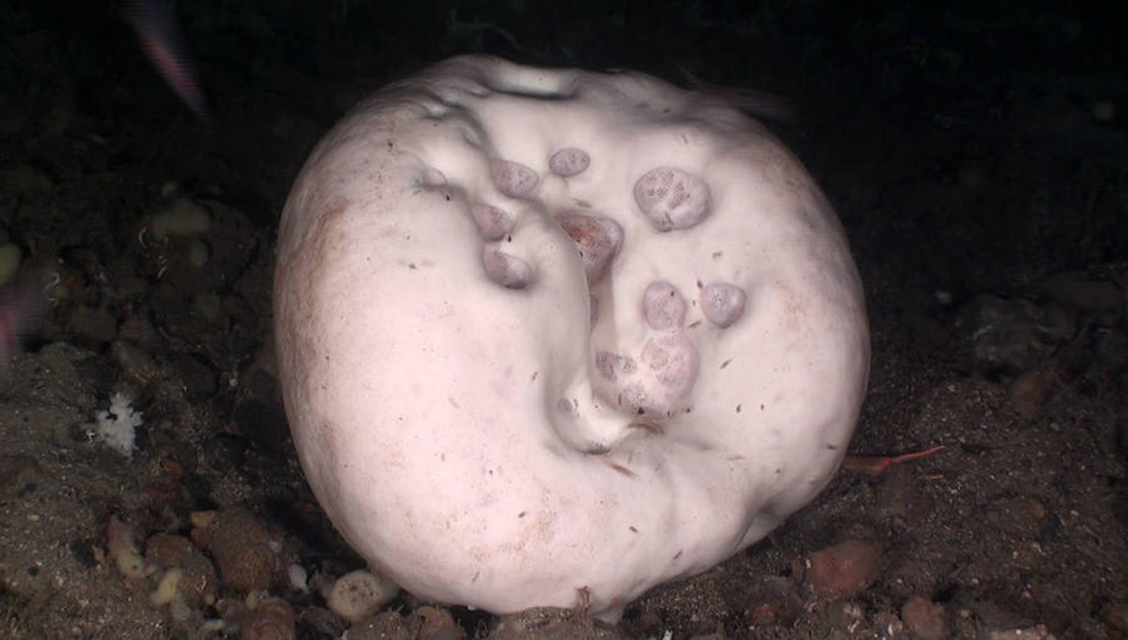 La elevada biodiversidad del Mar del Norte. Igualmente, se ha documentado una gran variedad de crustáceos, como cigala, langosta y buey de mar, así como jardines de corales blandos, como manos de muerto, y densas agregaciones de plumas de mar en fondos blandos a 200 metros de profundidad.