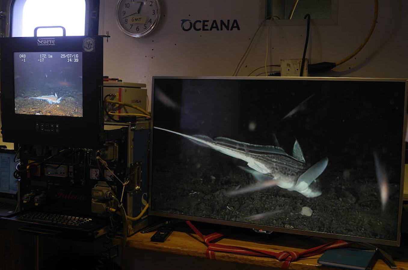 La elevada biodiversidad del Mar del Norte. La mayoría de peces son planos, especialmente lenguadina, peluda, solla, platija y lenguado; y también hay otros como peces araña, dragoncillos, lanzones y rayas.