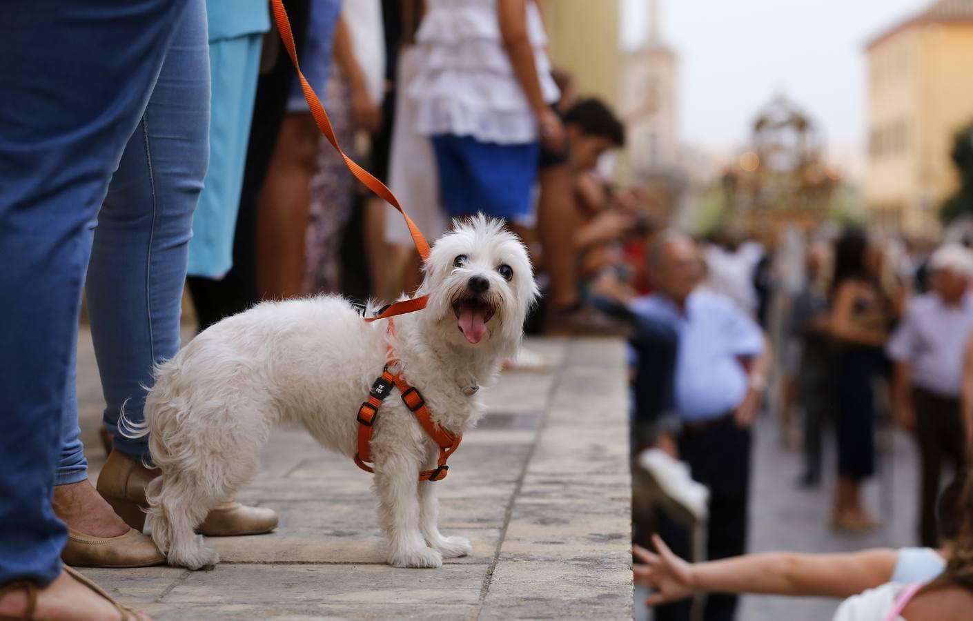 La procesión de la Virgen del Tránsito, en imágenes