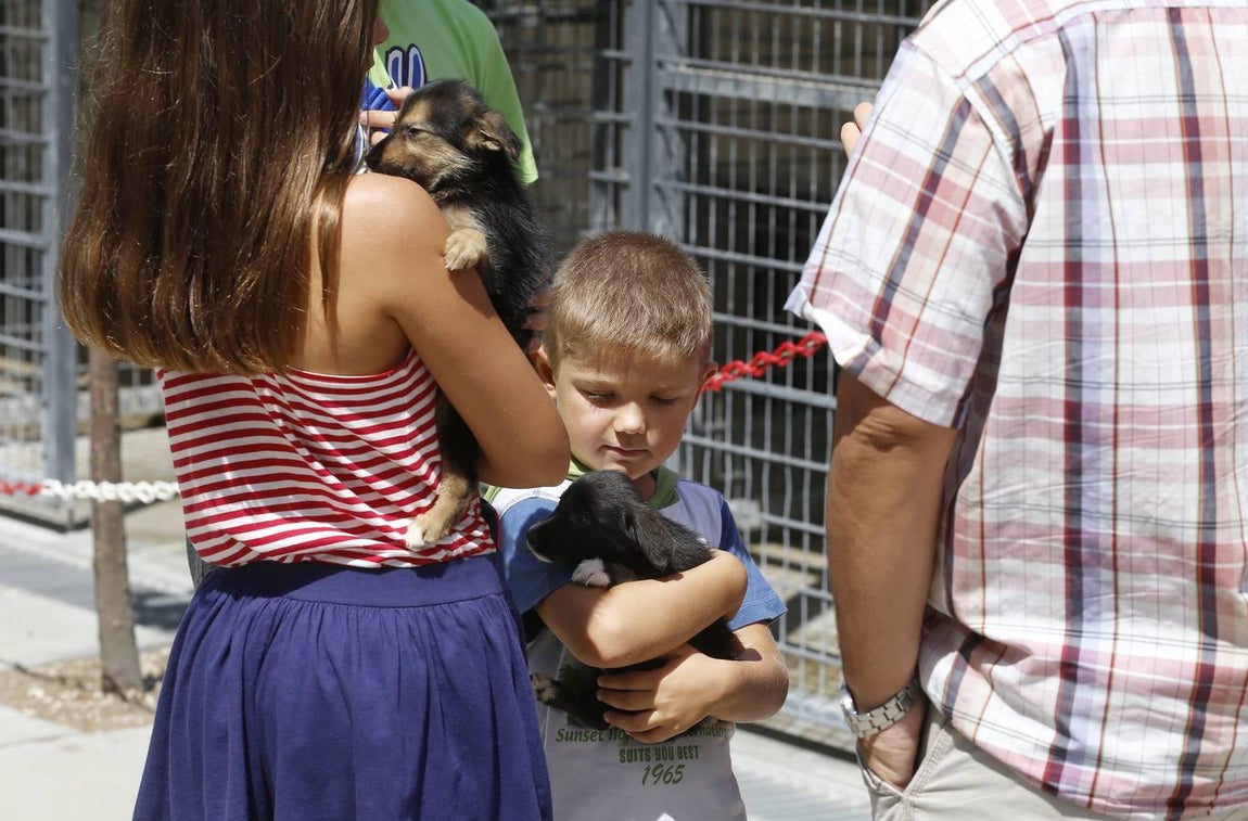 En imágenes, los perros que buscan familia en el CECA