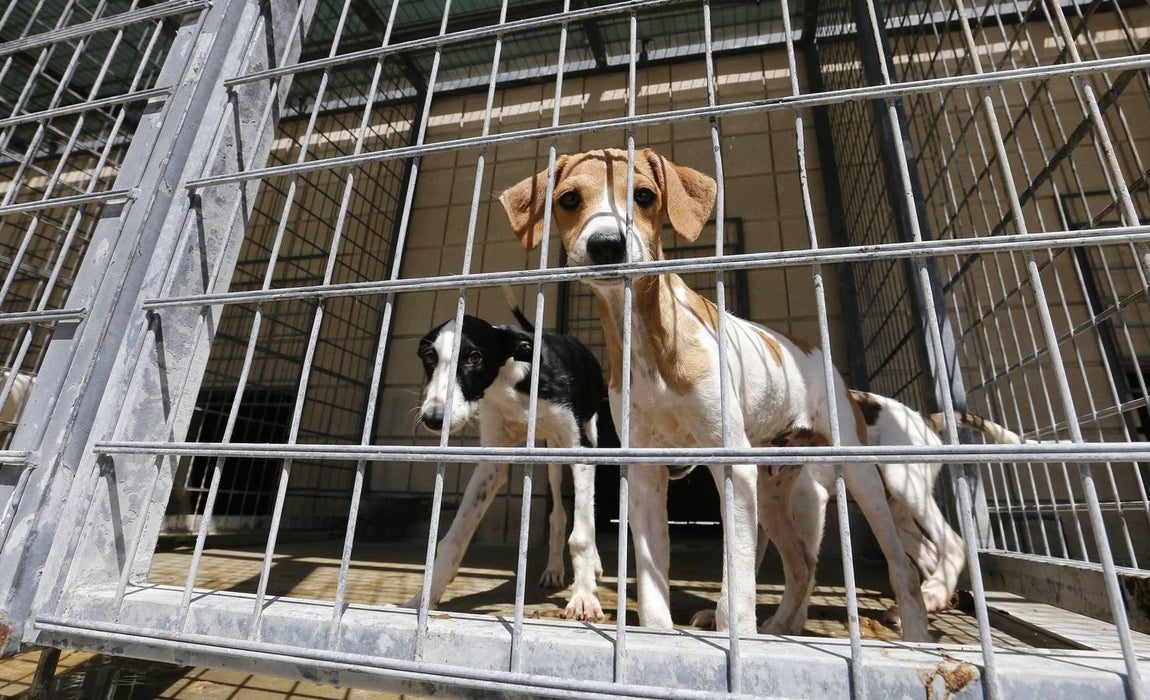 En imágenes, los perros que buscan familia en el CECA