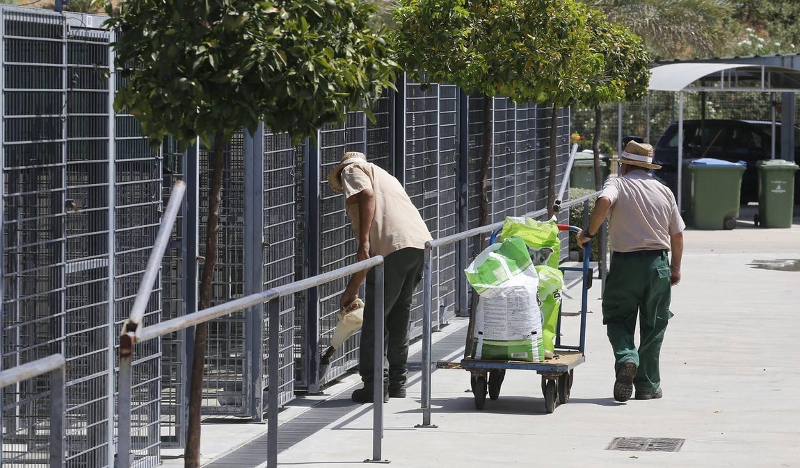 En imágenes, los perros que buscan familia en el CECA