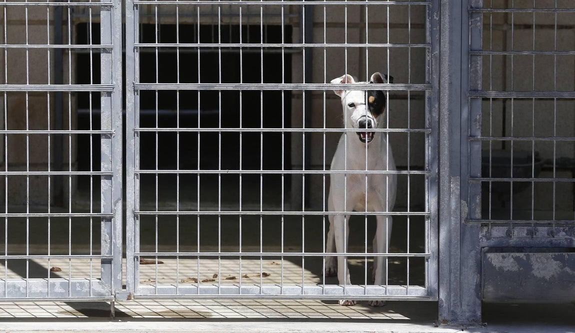 En imágenes, los perros que buscan familia en el CECA