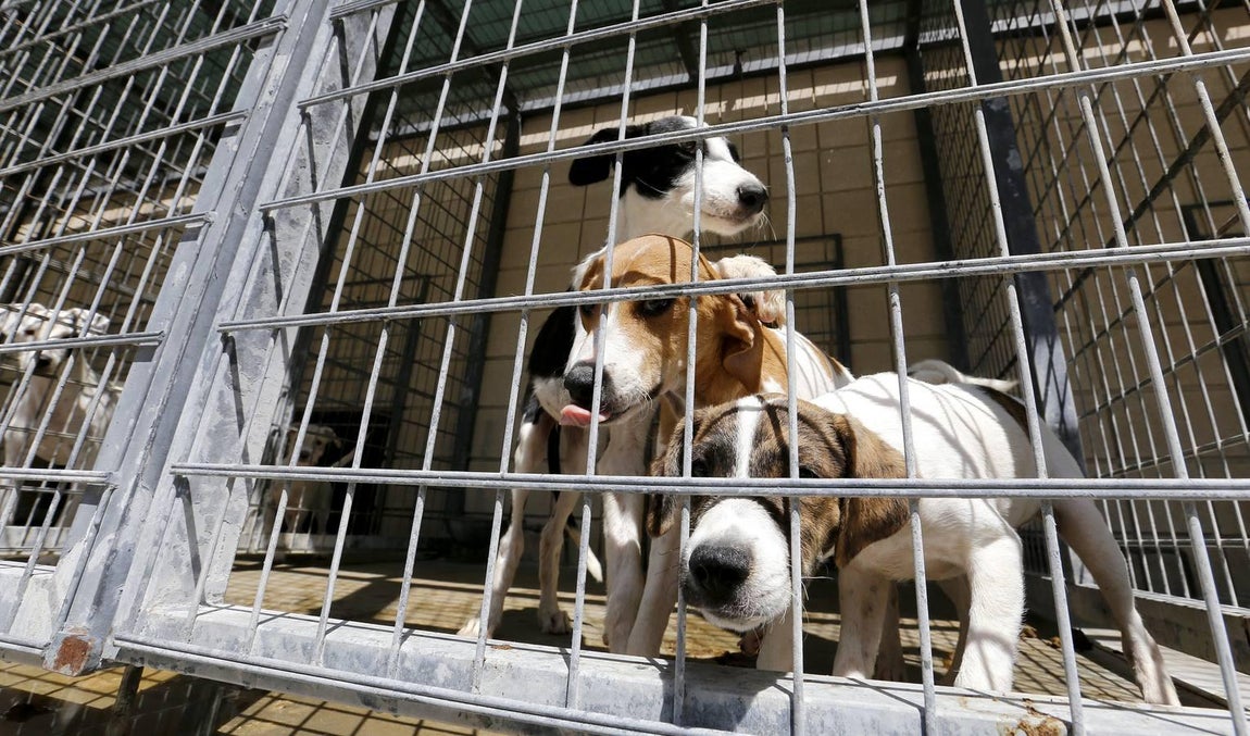 En imágenes, los perros que buscan familia en el CECA