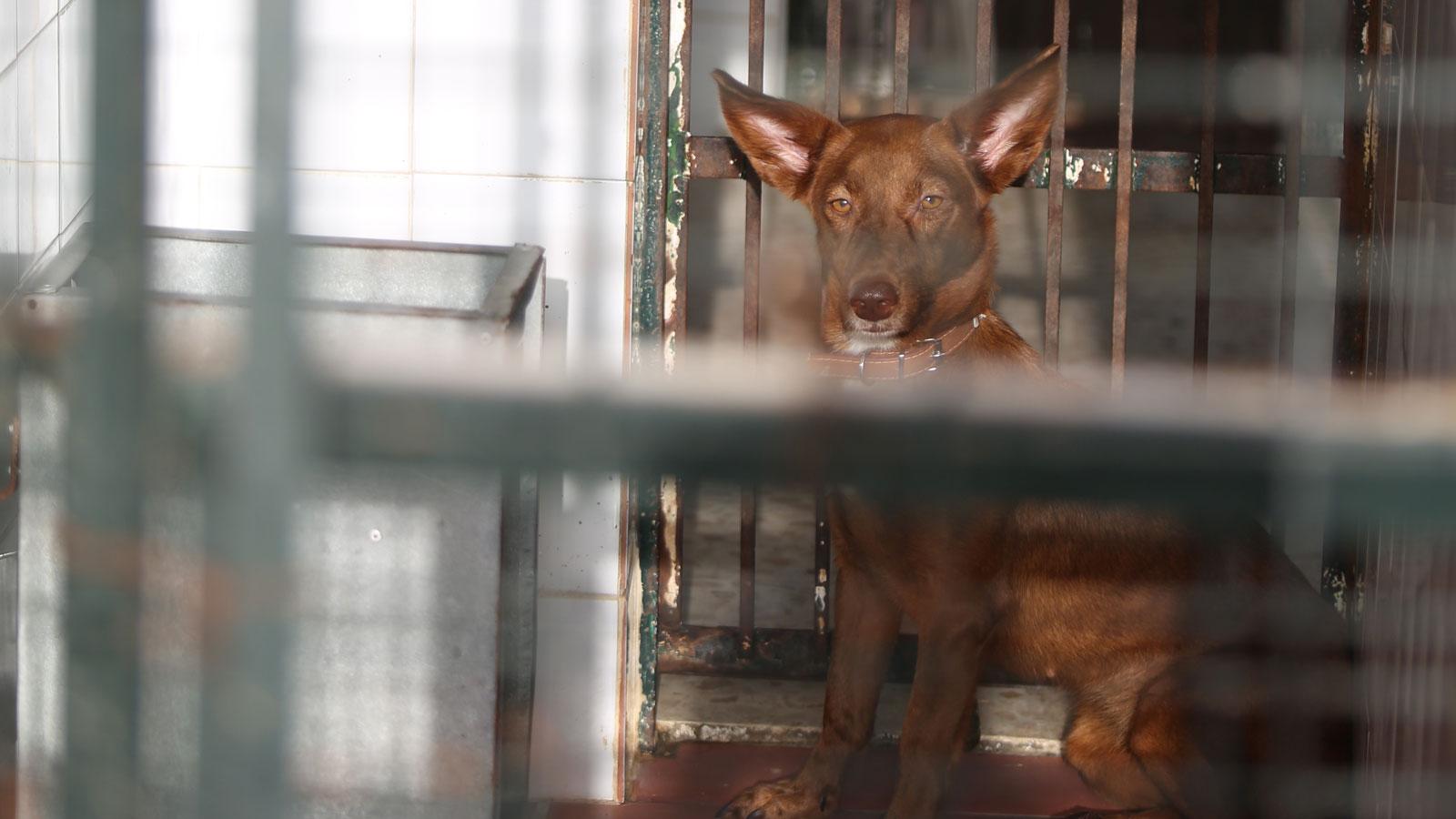 Los animales del Zoosanitario que buscan una familia