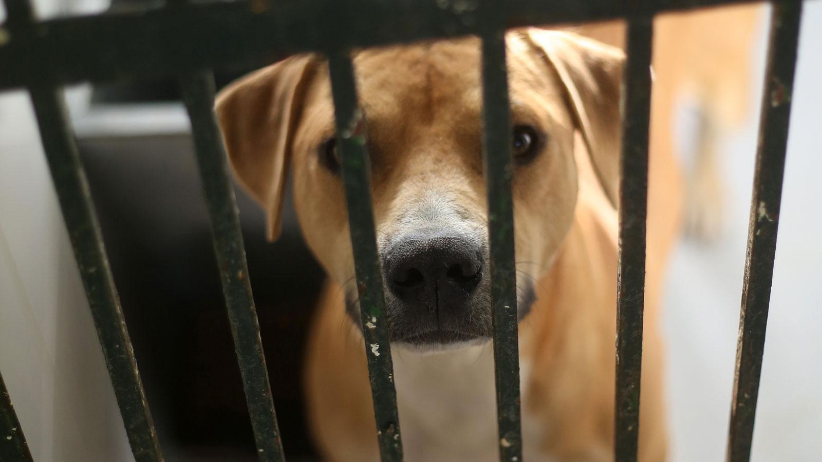 Los animales del Zoosanitario que buscan una familia