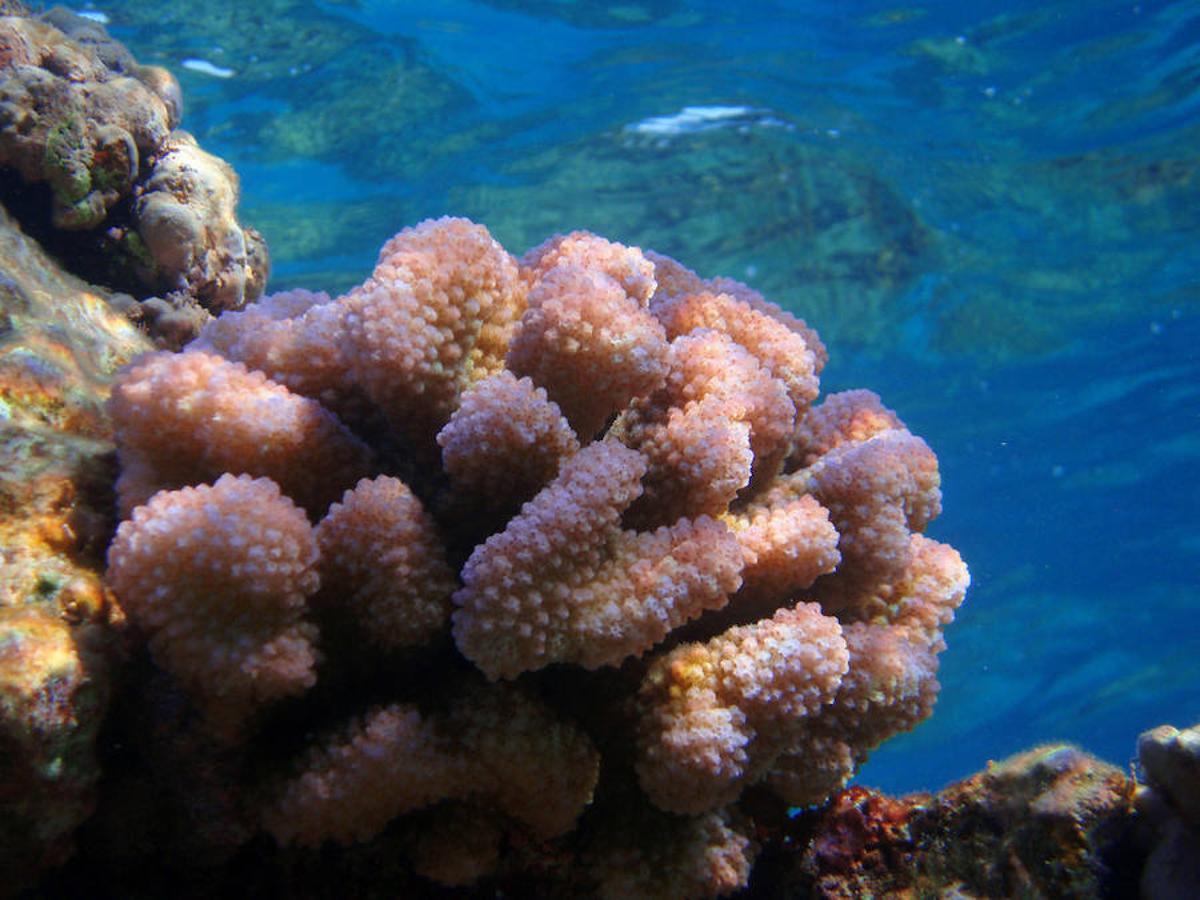 Un coral coliflor fotografiado en uno de los atolones del Monumento Nacional Papahanaumokuakea.. 