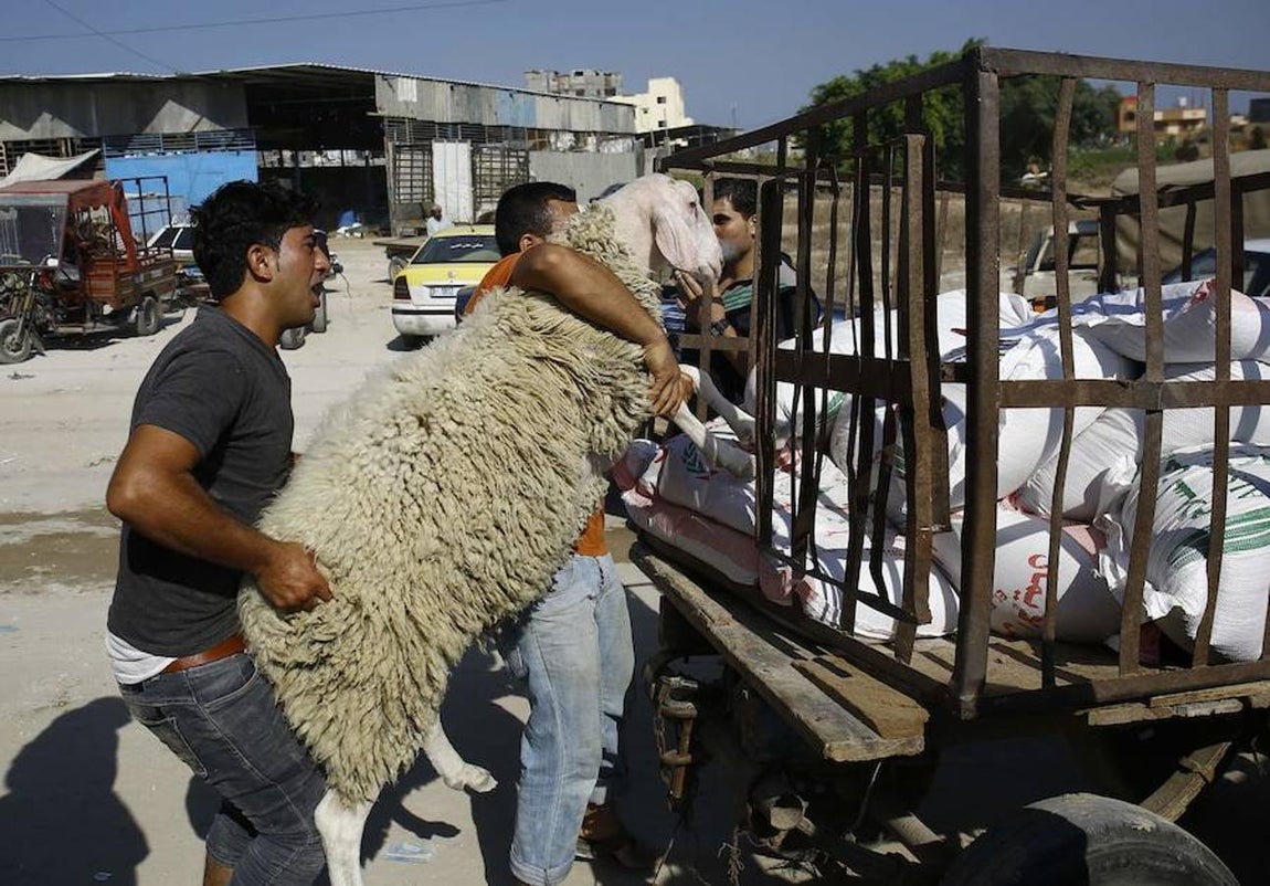Palestinos compran ovejas en un mercado de ganados antes de la  fiesta de «Eid al-Adha», que marca el final de la peregrinación Hajj a La Meca y conmemora la disposición del profeta Abraham de sacrificar a su hijo para mostrar obediencia a Dio. 