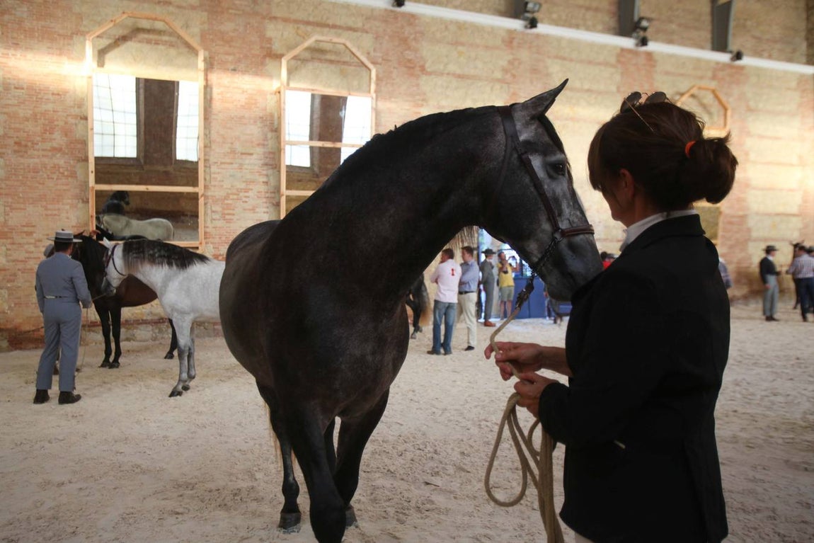 El arranque de Cabalcor, en imágenes