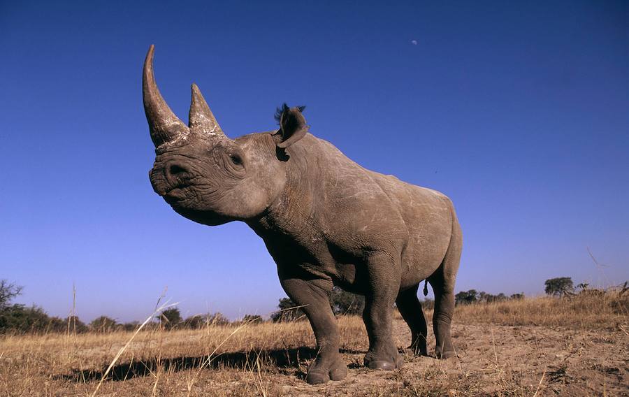 Vietnam emprenderá medidas urgentes para combatir el tráfico ilegal de cuerno de rinoceronte. El anuncio llega días antes de la celebración de la 17ª Conferencia de las Partes (COP17) de la Convención sobre el Comercio Internacional de especies amenazadas de fauna y flora silvestres (CITES), que acogerá Sudáfrica del 24 de septiembre al 5 de octubre.