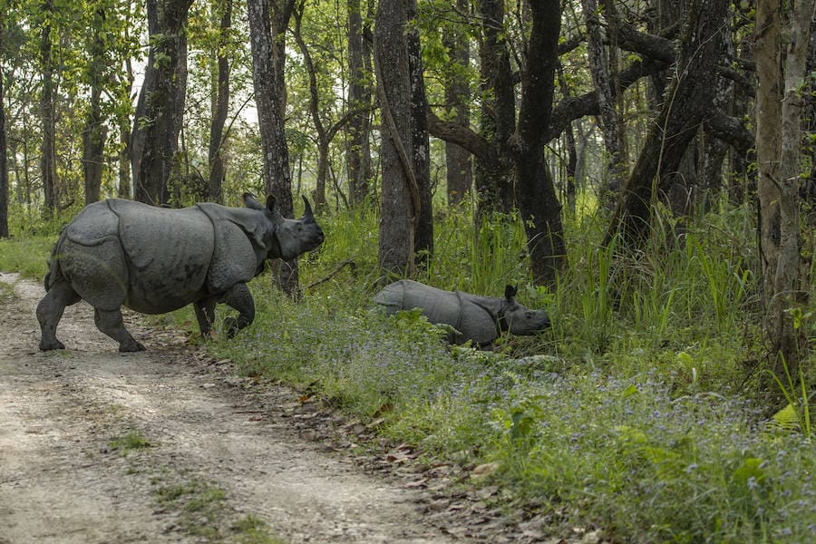 Vietnam emprenderá medidas urgentes para combatir el tráfico ilegal de cuerno de rinoceronte