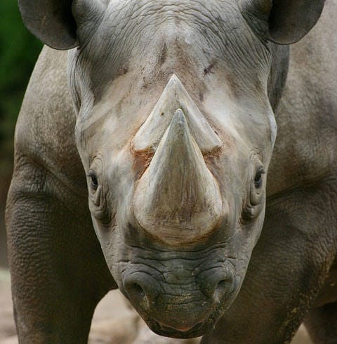 Vietnam emprenderá medidas urgentes para combatir el tráfico ilegal de cuerno de rinoceronte