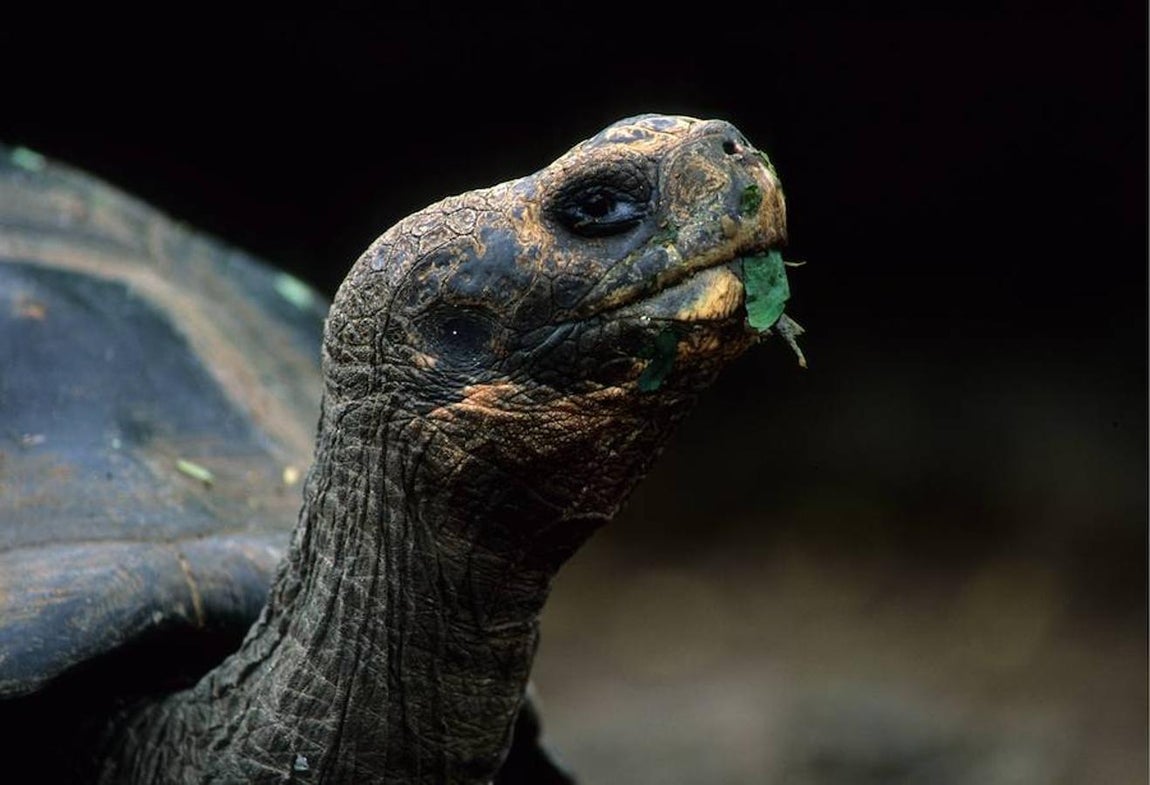 Tortugas: ¿Cómo responderán a un aumento de la temperatura?. Los resultados del estudio muestran que durante los periodos con climas mucho más cálidos, las tortugas fueron capaces de soportar el calor en las zonas tropicales cálidas siempre que hubiera suficiente agua para apoyar a aquellas especies que vivían en los ríos y lagos.