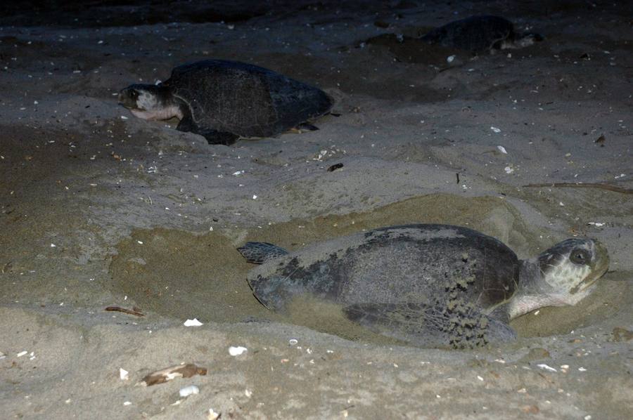 Tortugas: ¿Cómo responderán a un aumento de la temperatura?. En muchas especies de tortugas la temperatura determina si el huevo se convertirá en un macho o una hembra, lo que muestra un impacto directo del calentamiento. Como estos animales viven en estanques, ríos, la tierra y el mar, el cambio climático puede afectarles a través de cambios en la temperatura, las precipitaciones y las principales corrientes oceánicas.