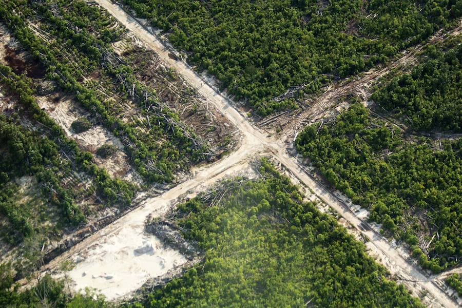 ¿Cómo están cambiando los bosques del mundo?. La mayor pérdida de bosques (desde 1990 hasta 2015) ha tenido lugar en los trópicos, especialmente en África y América del Sur.