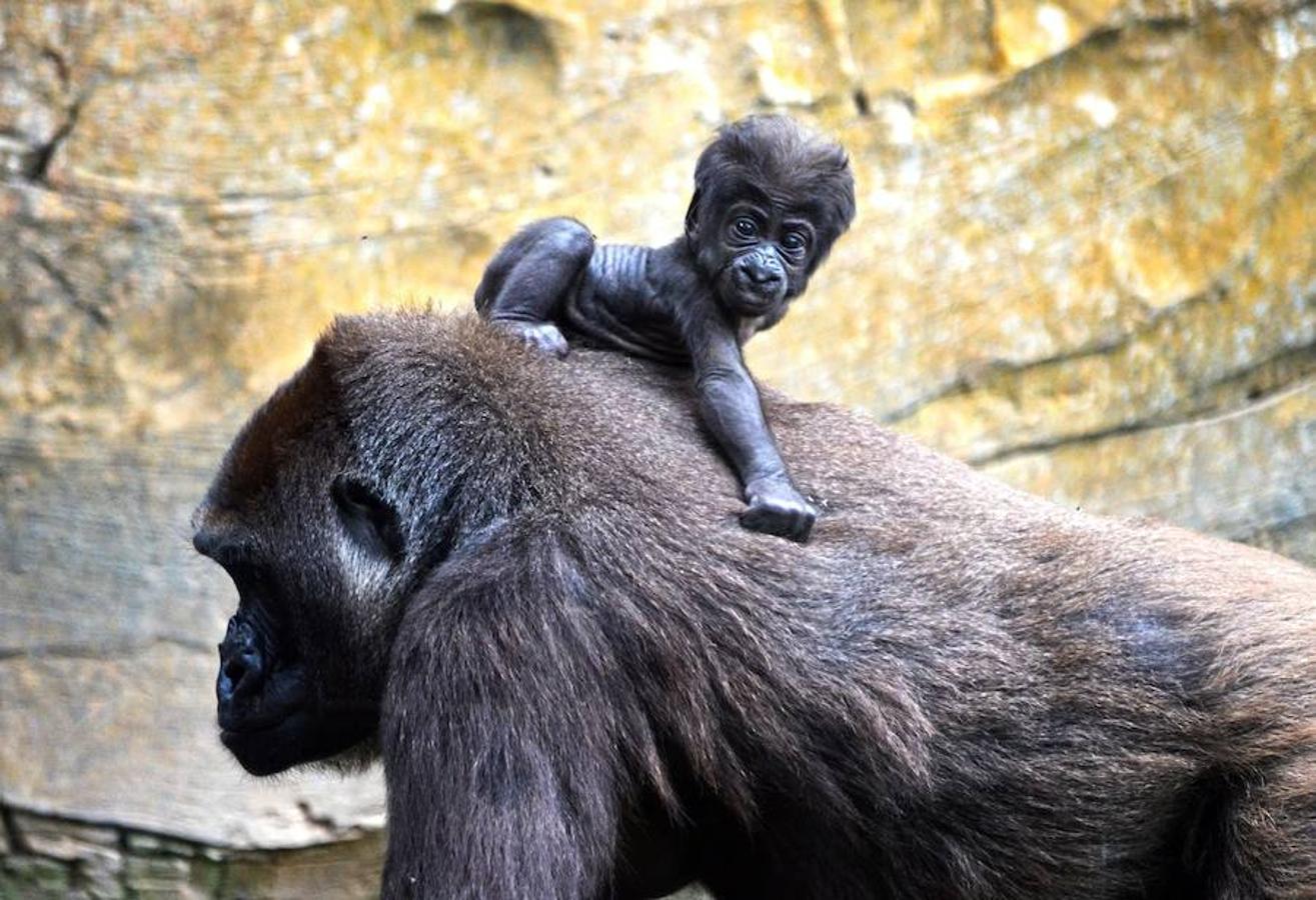 Día Mundial de los Animales. 