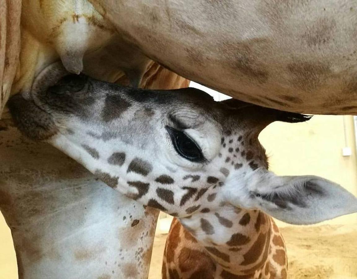 Día Mundial de los Animales. 