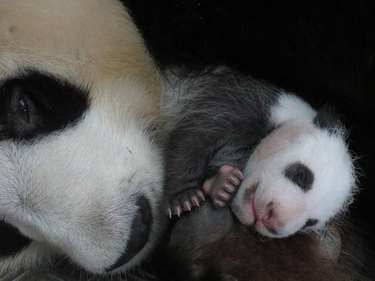 Día Mundial de los Animales. 