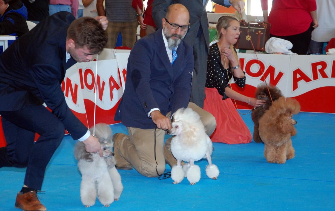 Más de 3.500 perros en la Exposición Internacional Canina de Otoño de Talavera