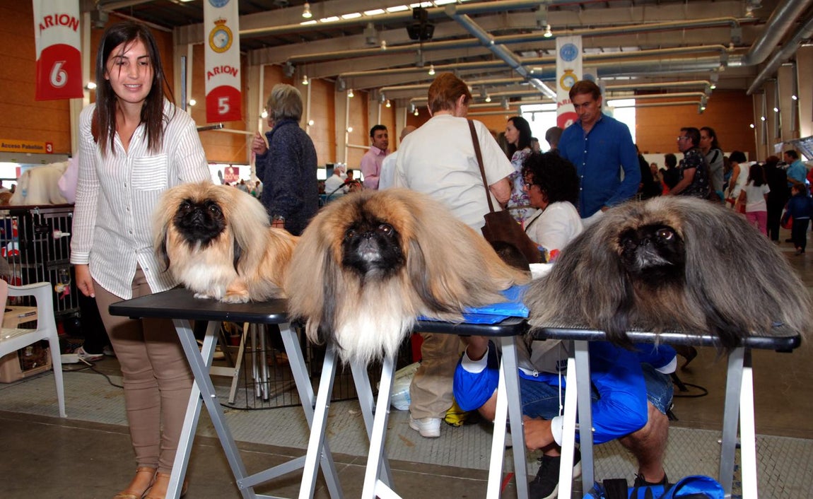 Más de 3.500 perros en la Exposición Internacional Canina de Otoño de Talavera