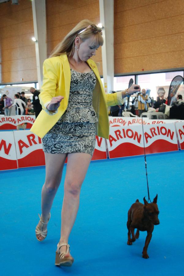 Más de 3.500 perros en la Exposición Internacional Canina de Otoño de Talavera