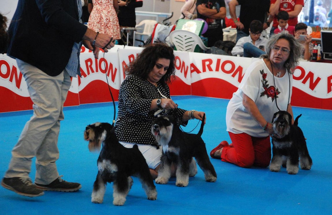 Más de 3.500 perros en la Exposición Internacional Canina de Otoño de Talavera