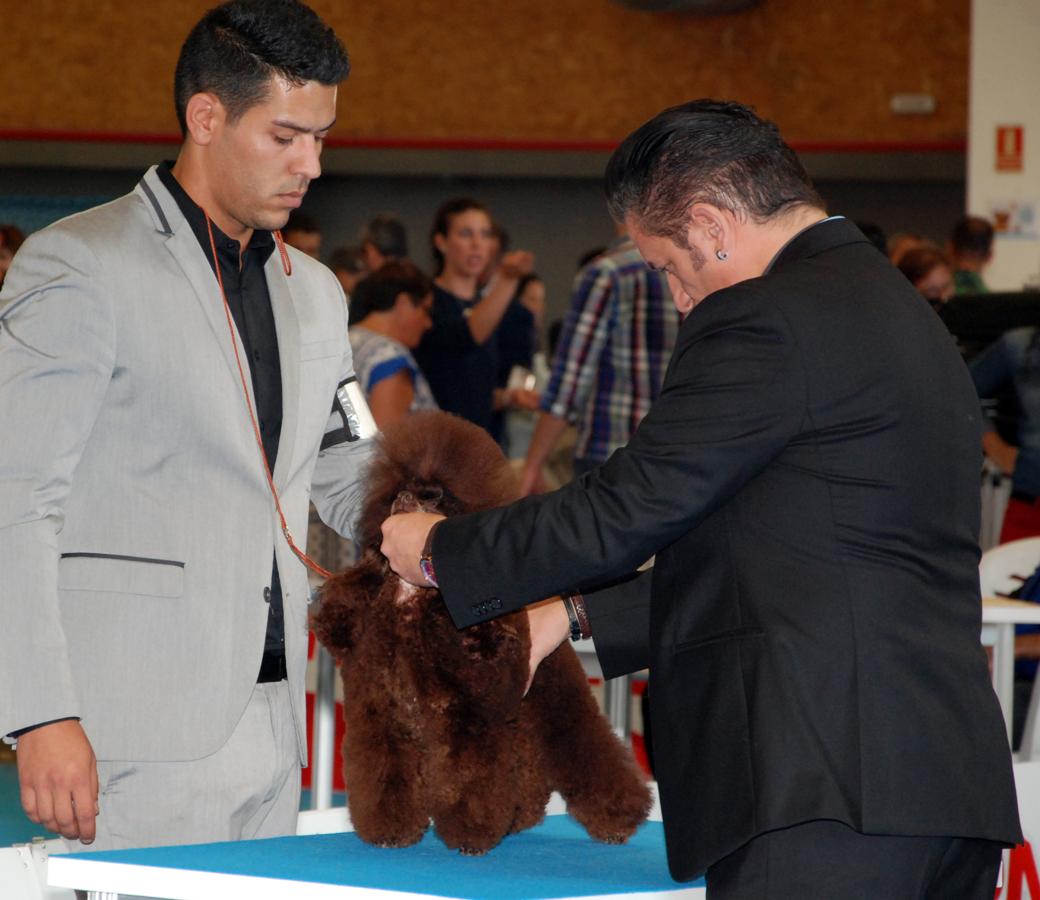 Más de 3.500 perros en la Exposición Internacional Canina de Otoño de Talavera