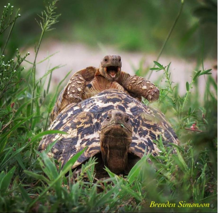 Las fotos más divertidas del reino animal. 