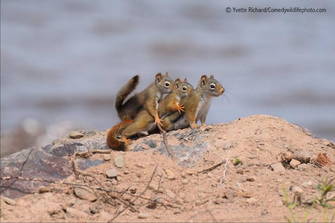 Las fotos más divertidas del reino animal. 