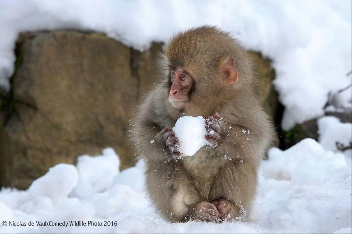 Las fotos más divertidas del reino animal. 