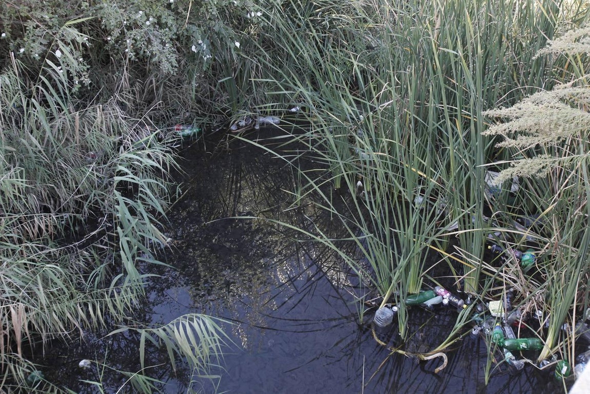 La peor cara del río Guadalquivir en Córdoba
