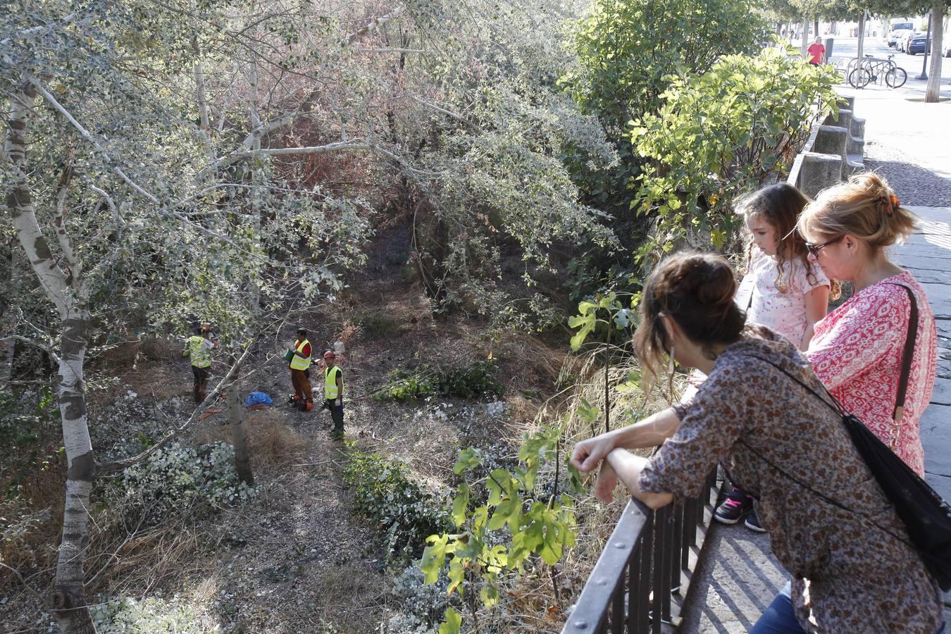 La peor cara del río Guadalquivir en Córdoba