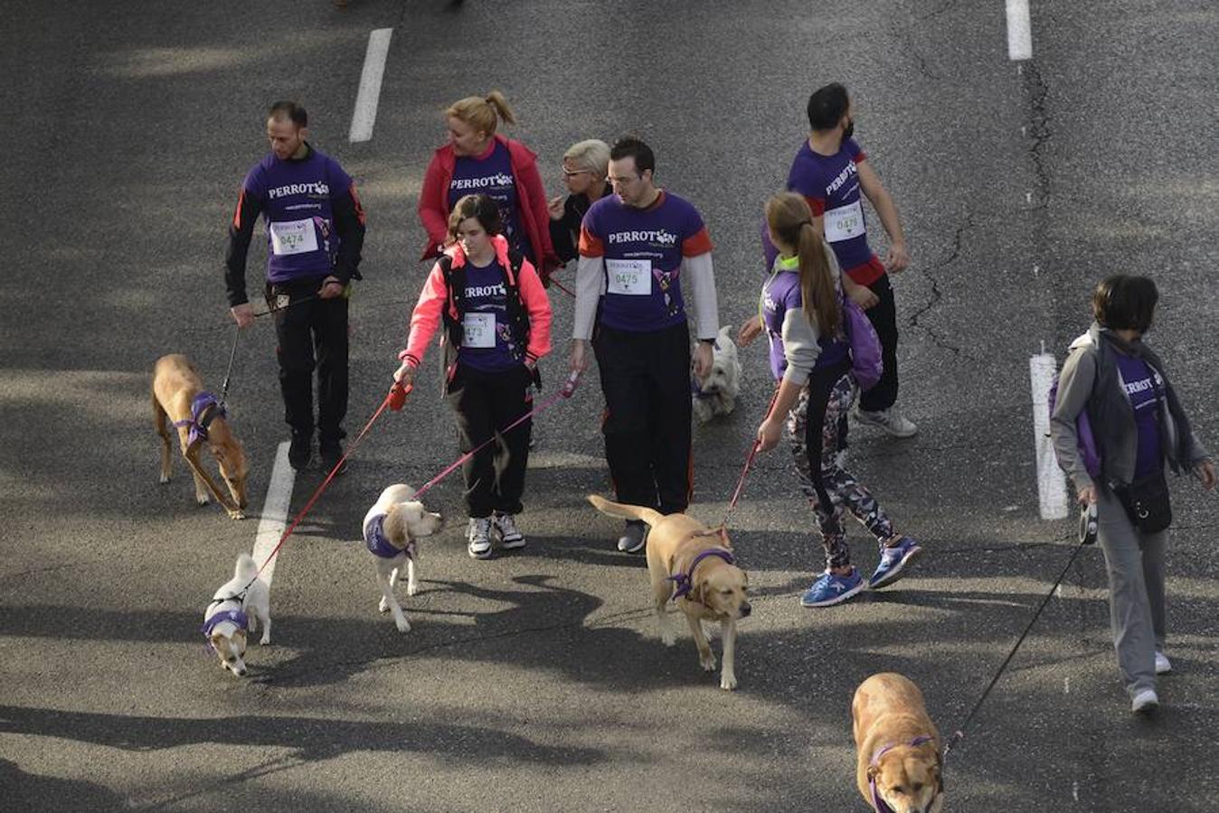 Varios protagonistas perrunos, durante la carrera, en la que se han dado cita más de tres millares de canes