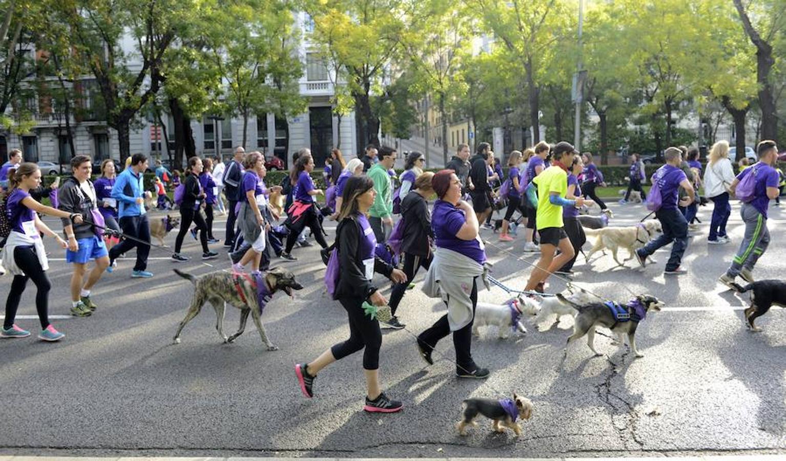 La iniciativa busca reivindicar la adopción y la tenencia responsable de animales de compañía